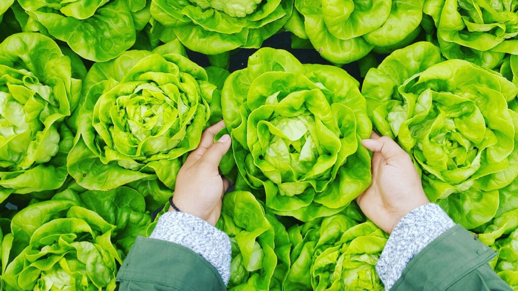 Demanda de expertos en Desarrollo e Innovación de Alimentos