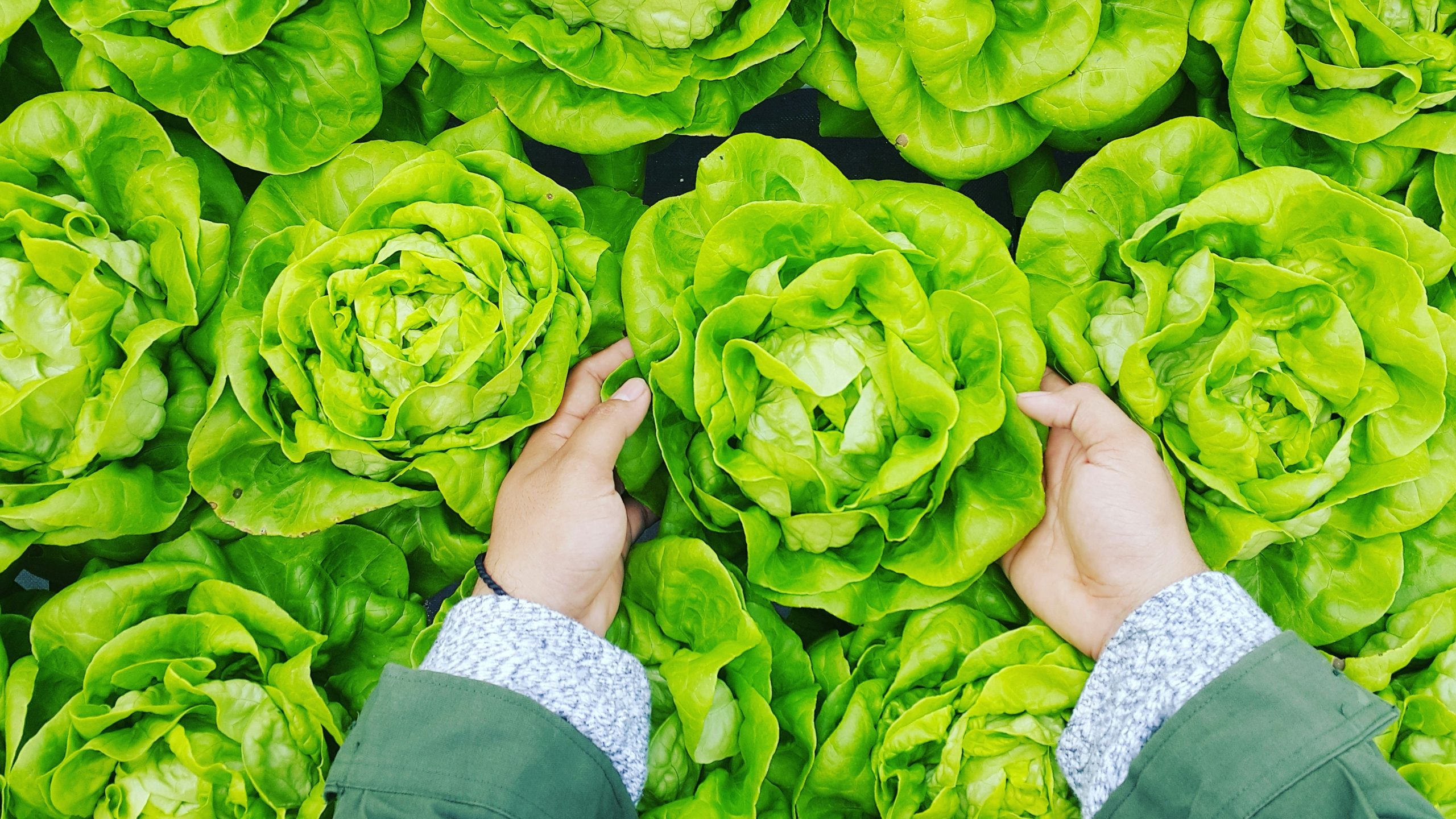 Demanda de expertos en Desarrollo e Innovación de Alimentos